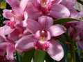 Pink orchids 3